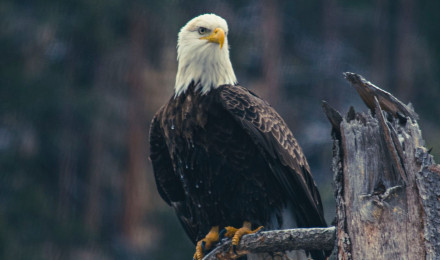 Download wallpaper 1350x2400 bald eagle, eagle, bird, predator, branch iphone 8+/7+/6s+/for parallax HD background