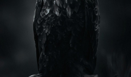 Eagle Wallpaper for Android Mobile Smartphone [Full HD]