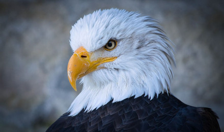 Eagle Head Birds Of Prey