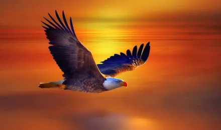 Flying Eagle. Live Wallpaper APK for Android Download