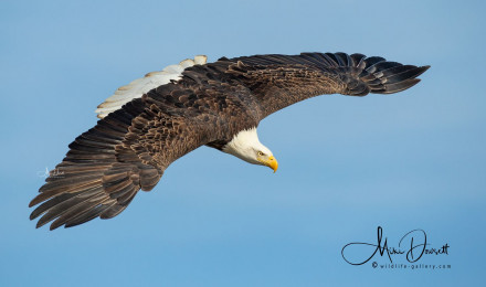 Wildlife Gallery>Amazing Bald Eagle Photo