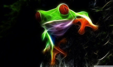 Frog Ultra HD Desktop Background Wallpaper for 4K UHD TV : Widescreen & UltraWide Desktop & Laptop : Tablet