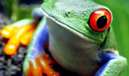 HD cute frog wallpaper