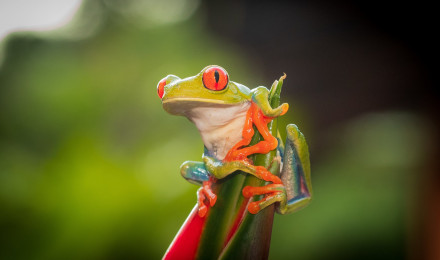 Red eye tree frog Wallpaper 4k Ultra HD