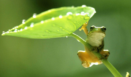 Frog HD Wallpaper Discover More Frog, Nature Wallpaper. 97586 Frog Hd Wallpaper. Frog Wallpaper, Frog, HD Wallpaper