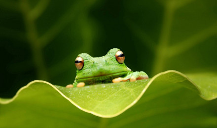 Download Close Up Green Frog Wallpaper