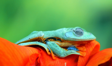 Frog HD Wallpaper and Background