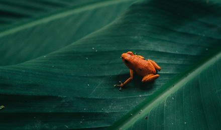 Frog Leaf Orange Nature Art Wallpaper