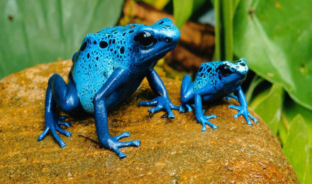 Poison Dart Frog Wallpaper