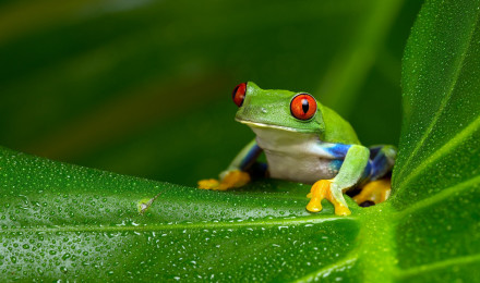 Tree Frog HD Wallpaper and Background