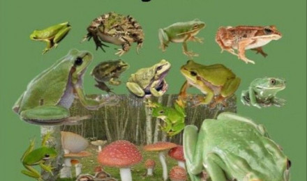 frog wallpaper. Frog wallpaper, Frog picture, Frog