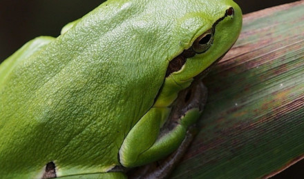 Green frog Wallpaper 4k Ultra HD