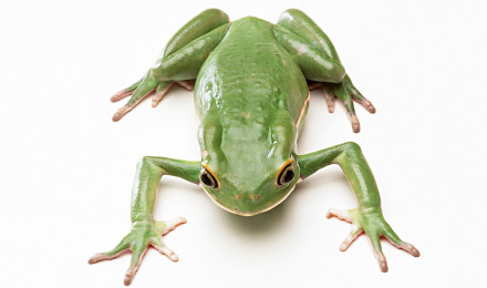 Desktop Wallpaper Frogs Animals White background