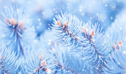 Wallpaper Fir Tree, 5k, 4k Wallpaper, Christmas, Winter, Blue, Nature