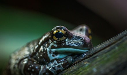 Best Frog Photo · 100% Free Downloads