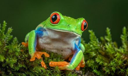 Wallpaper Frogs Eyes Red Eyed Tree Frog Moss Animals