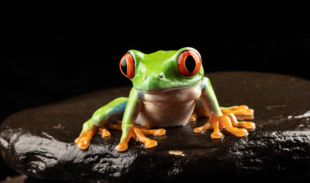 4K Red Eyed Tree Frog Wallpaper and Background Image