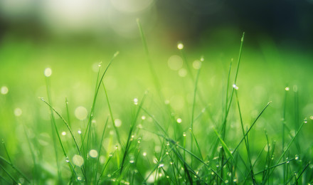 Grass Background Photo, Download The BEST Free Grass Background & HD Image