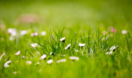 Beautiful Green Grass Field HD Wallpaper