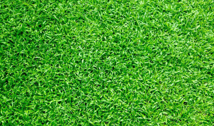 Grass Background Photo, Download The BEST Free Grass Background & HD Image