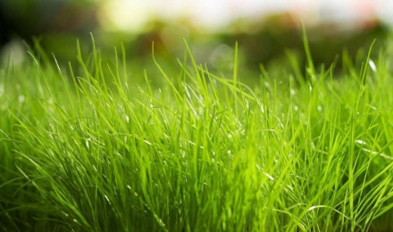 Download Discover freshness in the simple beauty of Grass Wallpaper