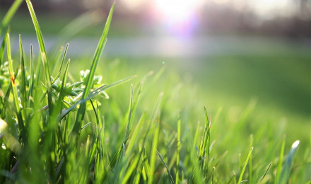 Grass Background Photo, Download The BEST Free Grass Background & HD Image