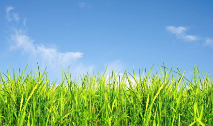 Grass And Sky Background