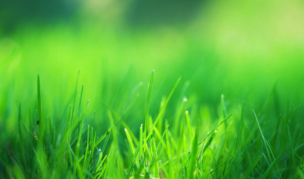 Green Grass Field, HD Nature, 4k Wallpaper, Image, Background, Photo and Picture