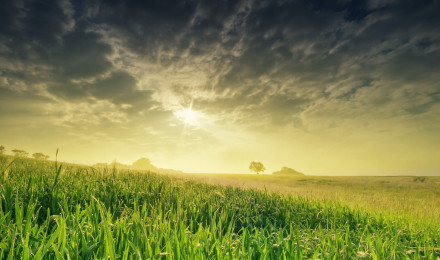 Wallpaper field, nature, sky, grass, 4k, Nature