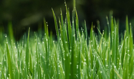 Green Grass Field In Close Up Photo Photo