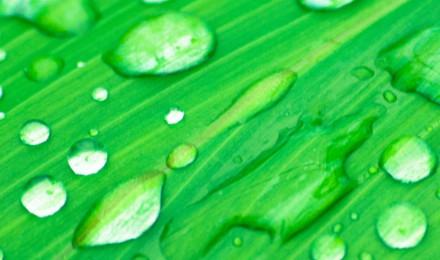 Grass in Rain Wallpaper, Android & Desktop Background