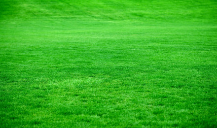 Download wallpaper 1920x1080 grass, lawn, green, bright full hd, hdtv, fhd, 1080p HD background