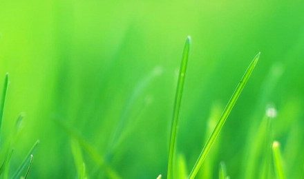 Green Grass Field Nexus Samsung Galaxy Tab Note Android Tablets HD 4k Wallpaper, Image, Background, Photo and Picture