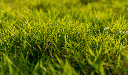 Grass Wallpaper Vitality Green Background Photography Maps And Picture For Free Download