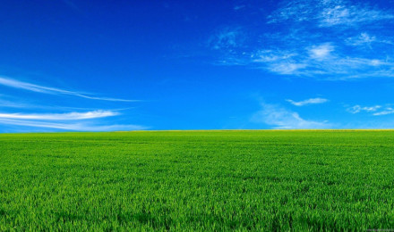 Green Grass Under Blue Sky HD Nature Wallpaper