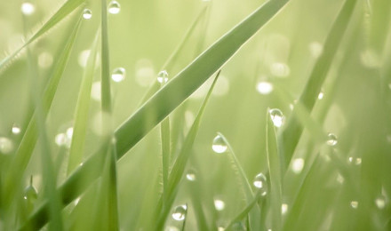 Wallpaper Grass, 4k, HD wallpaper, green, drops, dew, sun, rays, Nature