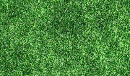 Grass wallpapers