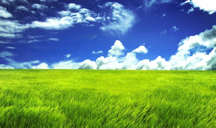 Nature Grass HD Wallpaper