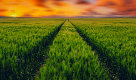 Grass field Wallpaper 4K, Green Grass, Farmland