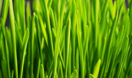 Green Grass Wallpaper, Android & Desktop Background