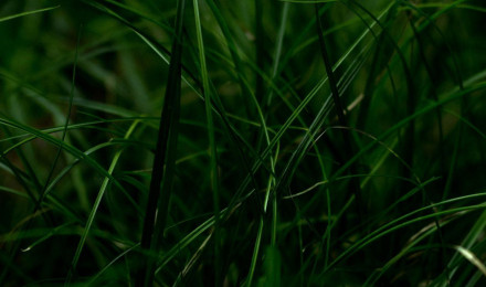 Best Grass iPhone HD Wallpaper