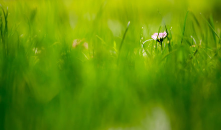 Beautiful Green Grass Field HD Wallpaper