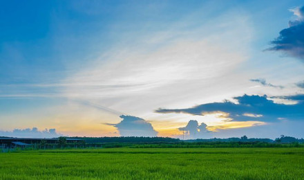 HD Wallpaper: Green Grass Field, Sunset, Vario Tessar, ZA, Sony, Nature, Agriculture