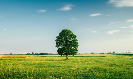 Download wallpaper 3840x2400 tree, summer, grass, green, field 4k ultra HD 16:10 HD background