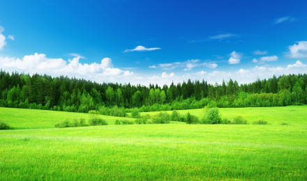 Natural Grass Wallpaper Free Natural Grass Background