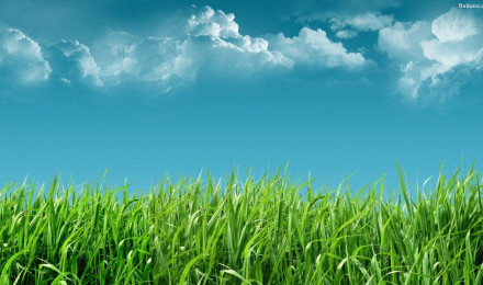 Grass Wallpaper