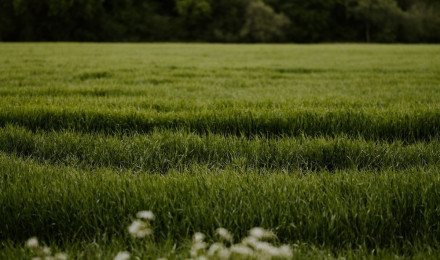 Field Of Grass Picture. Download Free Image