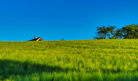 Green Grass Slope Field Trees In Blue Sky Background 4K HD Nature Wallpaper