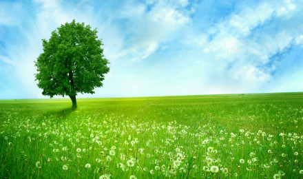 Wallpaper Green Tree on Green Grass Field Under Blue Sky During Daytime, Background Free Image