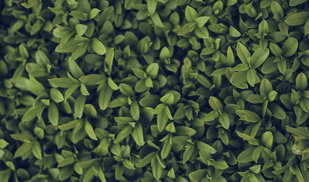 iPhone X wallpaper. nature blue green leaf grass garden flower pattern